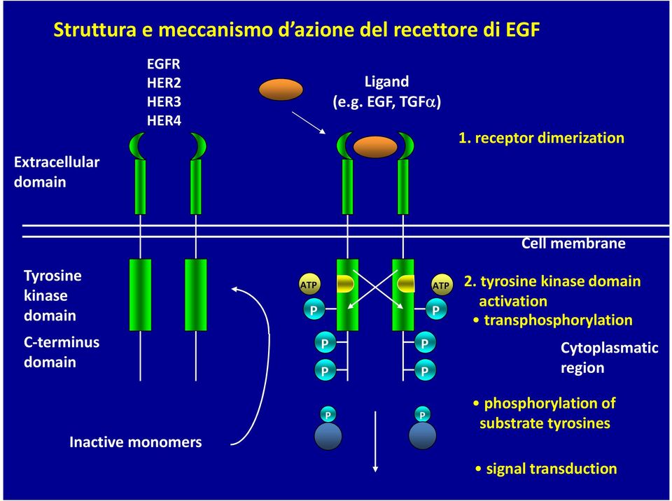 receptor dimerization Cell membrane Tyrosine kinase domain C-terminus domain ATP P P P ATP P P