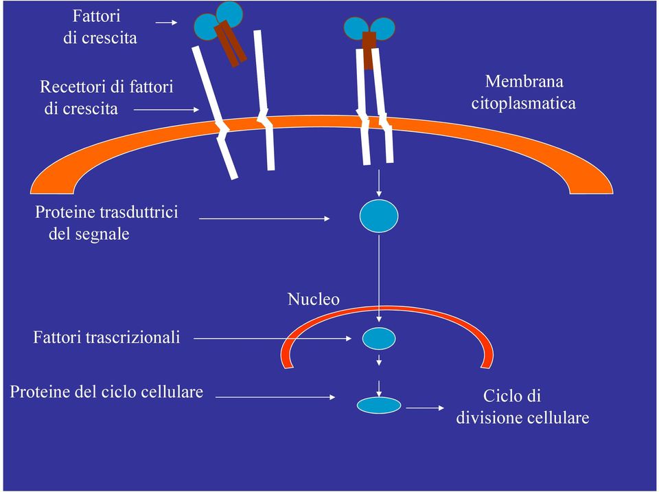 trasduttrici del segnale Nucleo Fattori