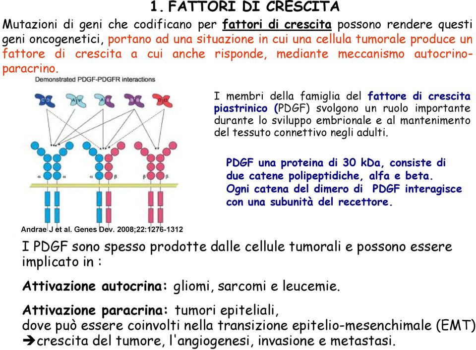 I membri della famiglia del fattore di crescita piastrinico (PDGF) svolgono un ruolo importante durante lo sviluppo embrionale e al mantenimento del tessuto connettivo negli adulti.