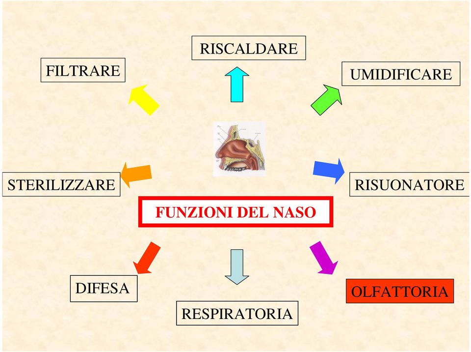 FUNZIONI DEL NASO