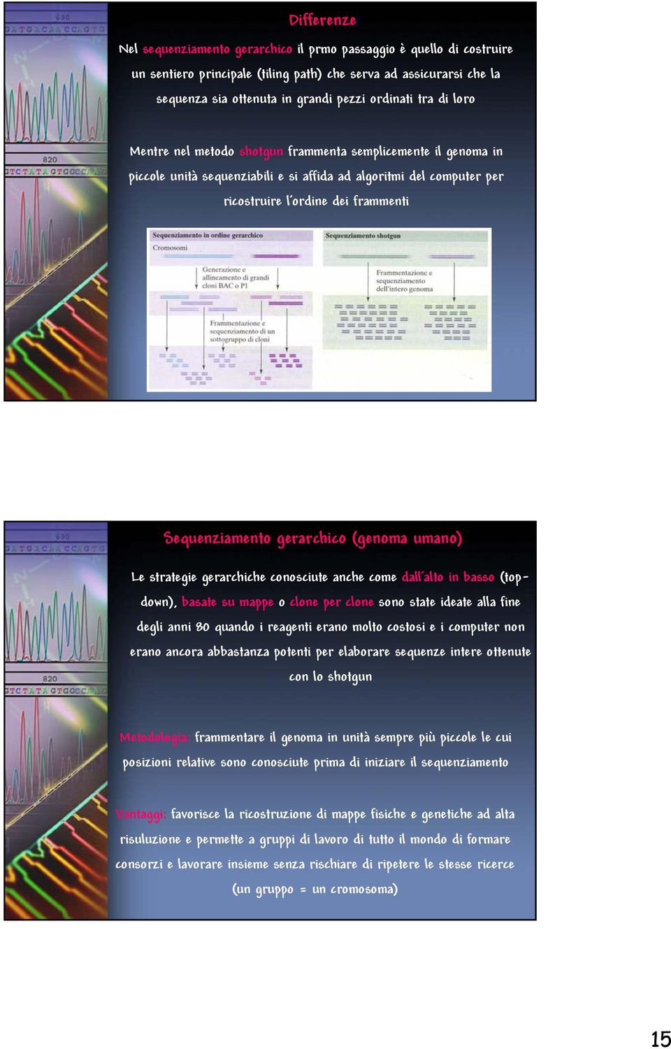 gerarchico (genoma umano) Le strategie gerarchiche conosciute anche come dall alto in basso (topdown), basate su mappe o clone per clone sono state ideate alla fine degli anni 80 quando i reagenti