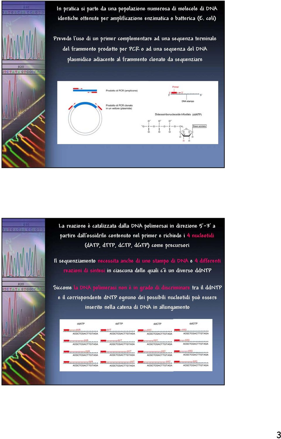 è catalizzata dalla DNA polimersai in direzione 5-3 a partire dall ossidrile contenuto nel primer e richiede i 4 nucleotidi (datp, dttp, dctp, dgtp) come precursori Il sequenziamento necessita anche