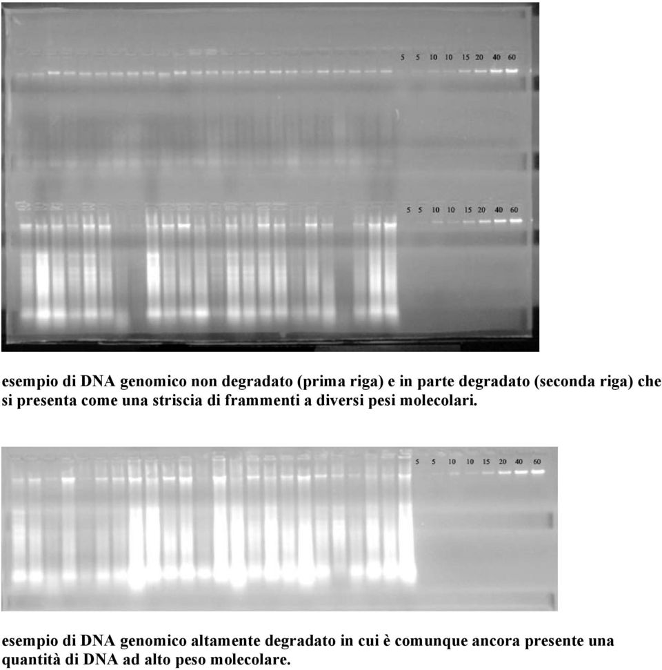frammenti a diversi pesi molecolari.