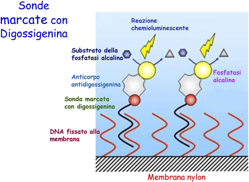 Anticorpo antidigossigenina Fosfatasi alcalina Sonda