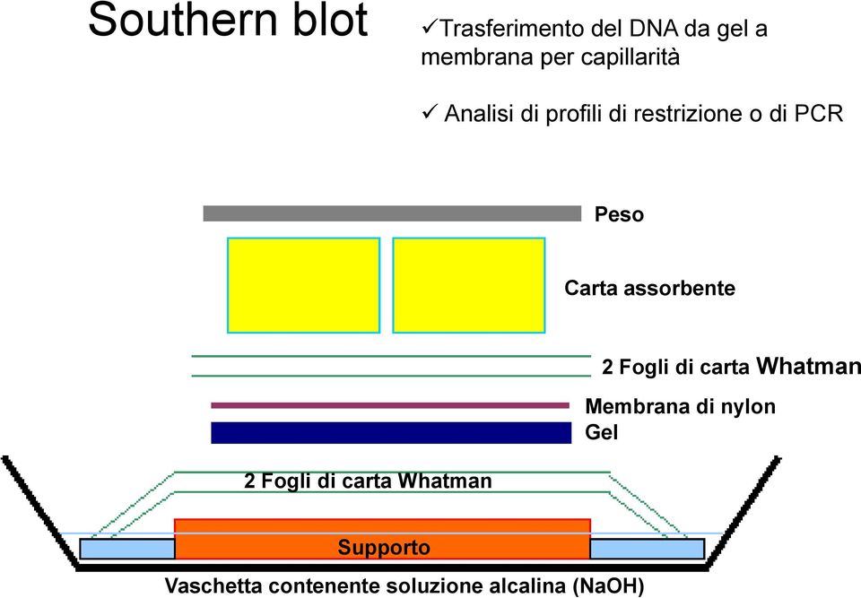 assorbente 2 Fogli di carta Whatman 2 Fogli di carta Whatman