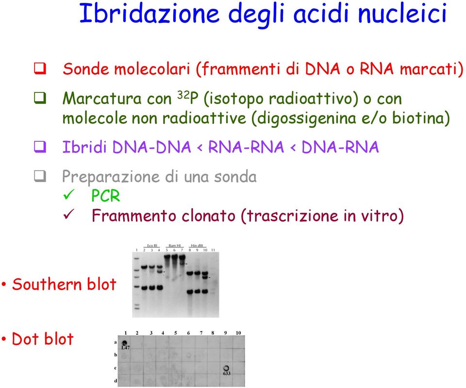 radioattive (digossigenina e/o biotina) Ibridi DNA-DNA < RNA-RNA < DNA-RNA