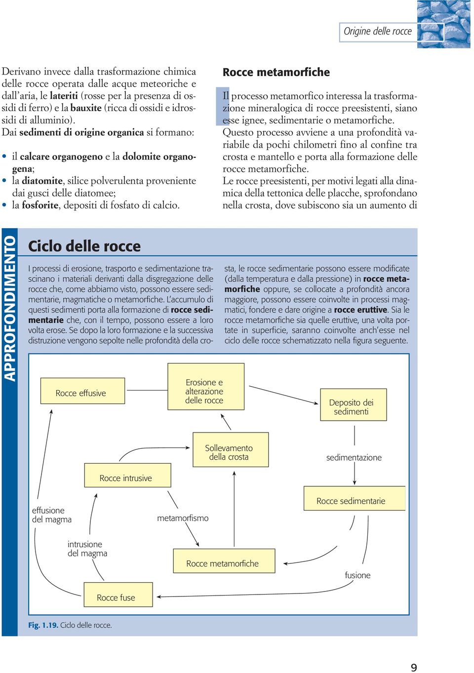 Dai sedimenti di origine organica si formano: il calcare organogeno e la dolomite organogena; la diatomite, silice polverulenta proveniente dai gusci delle diatomee; la fosforite, depositi di fosfato