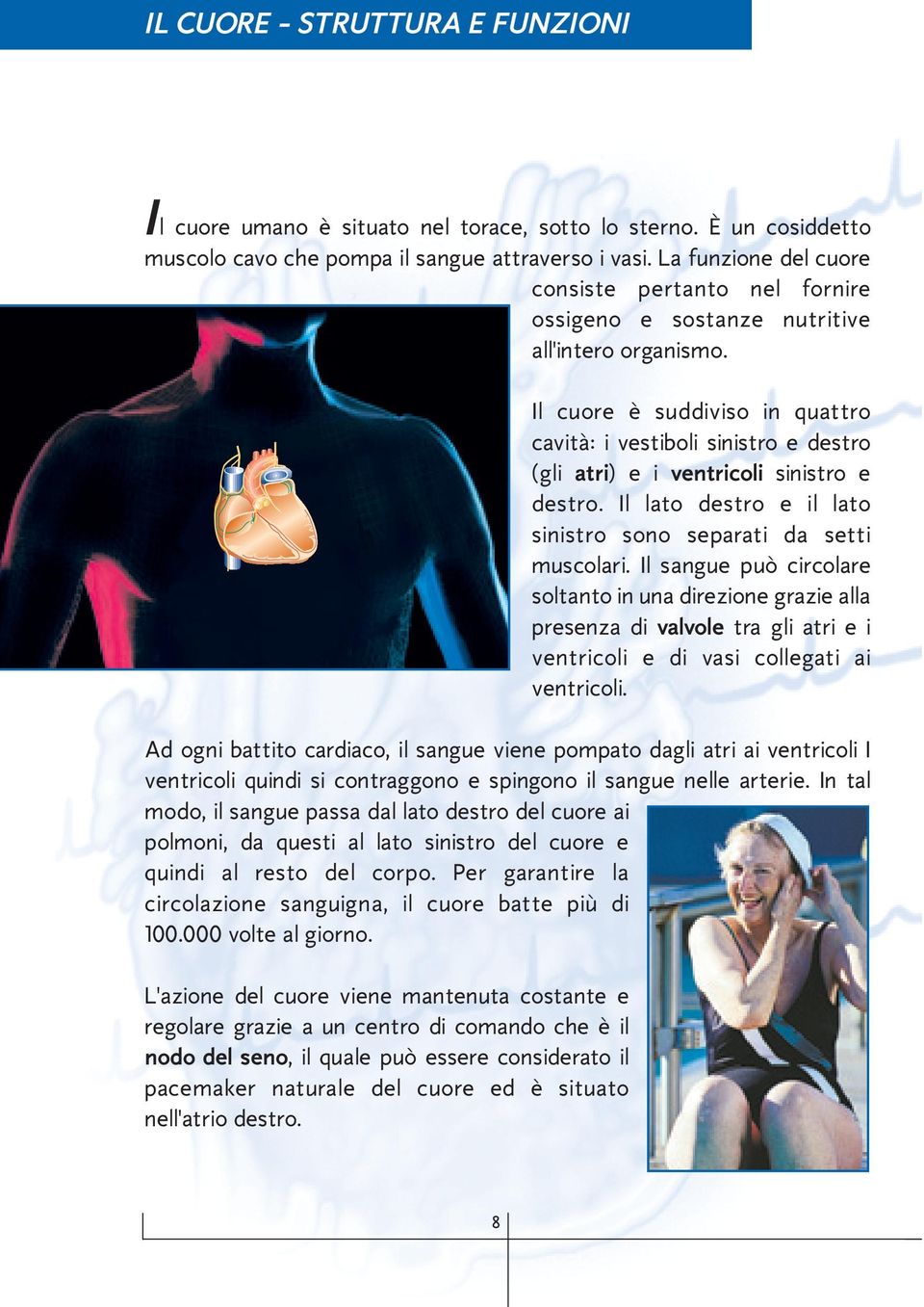 Il cuore è suddiviso in quattro cavità: i vestiboli sinistro e destro (gli atri) e i ventricoli sinistro e destro. Il lato destro e il lato sinistro sono separati da setti muscolari.