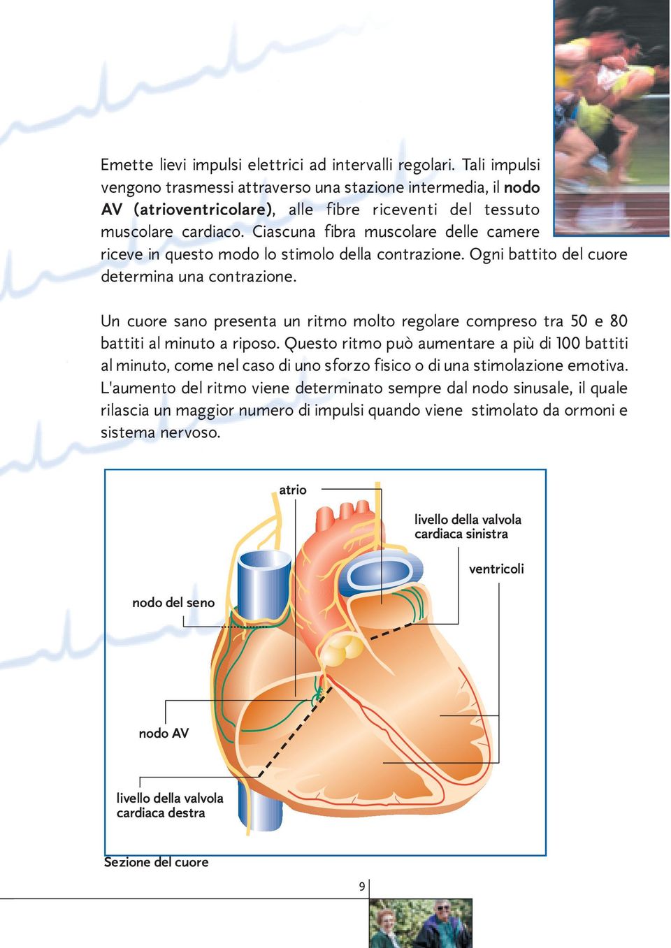 Ciascuna fibra muscolare delle camere riceve in questo modo lo stimolo della contrazione. Ogni battito del cuore determina una contrazione.