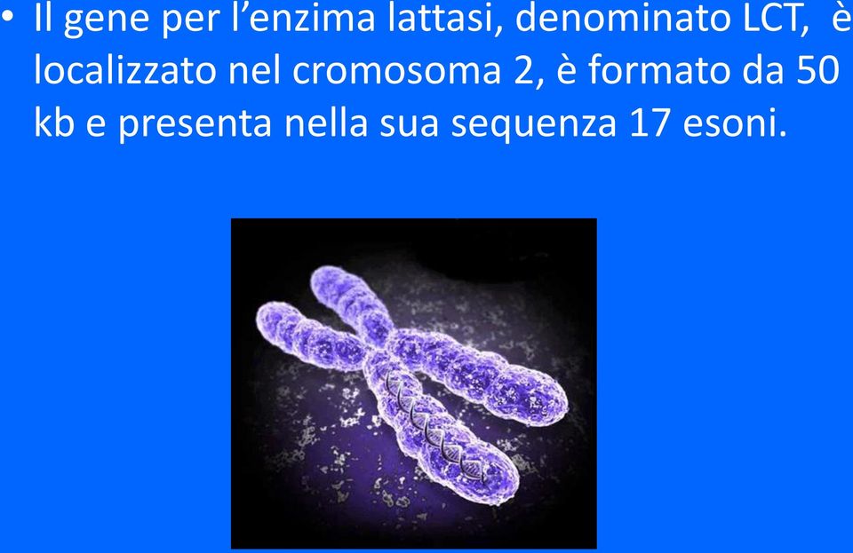 cromosoma 2, è formato da 50 kb e