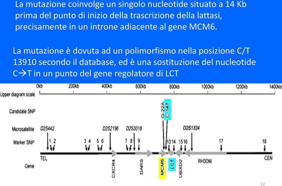 MCM6. La mutazione è dovuta ad un polimorfismo nella posizione C/T 13910 secondo il