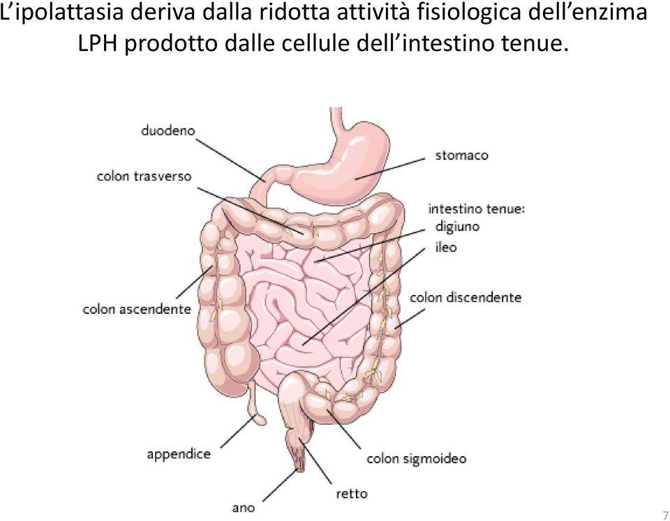 dell enzima LPH prodotto