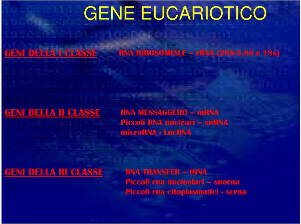 RNA nucleari snrna microrna - LncRNA GENI DELLA III CLASSE RNA