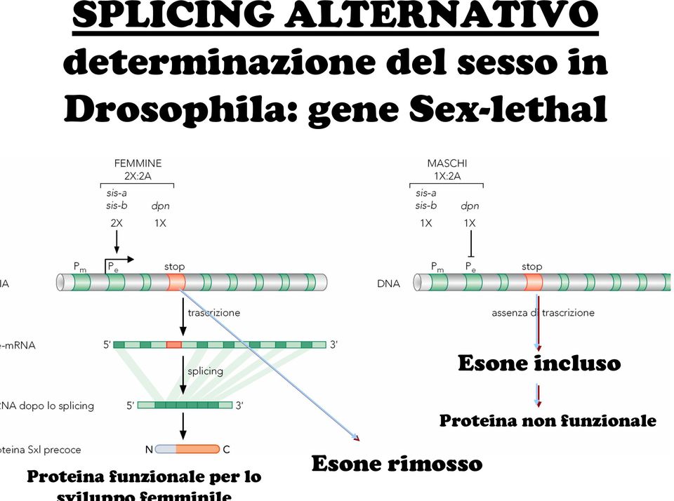 Sex-lethal Esone incluso Proteina non