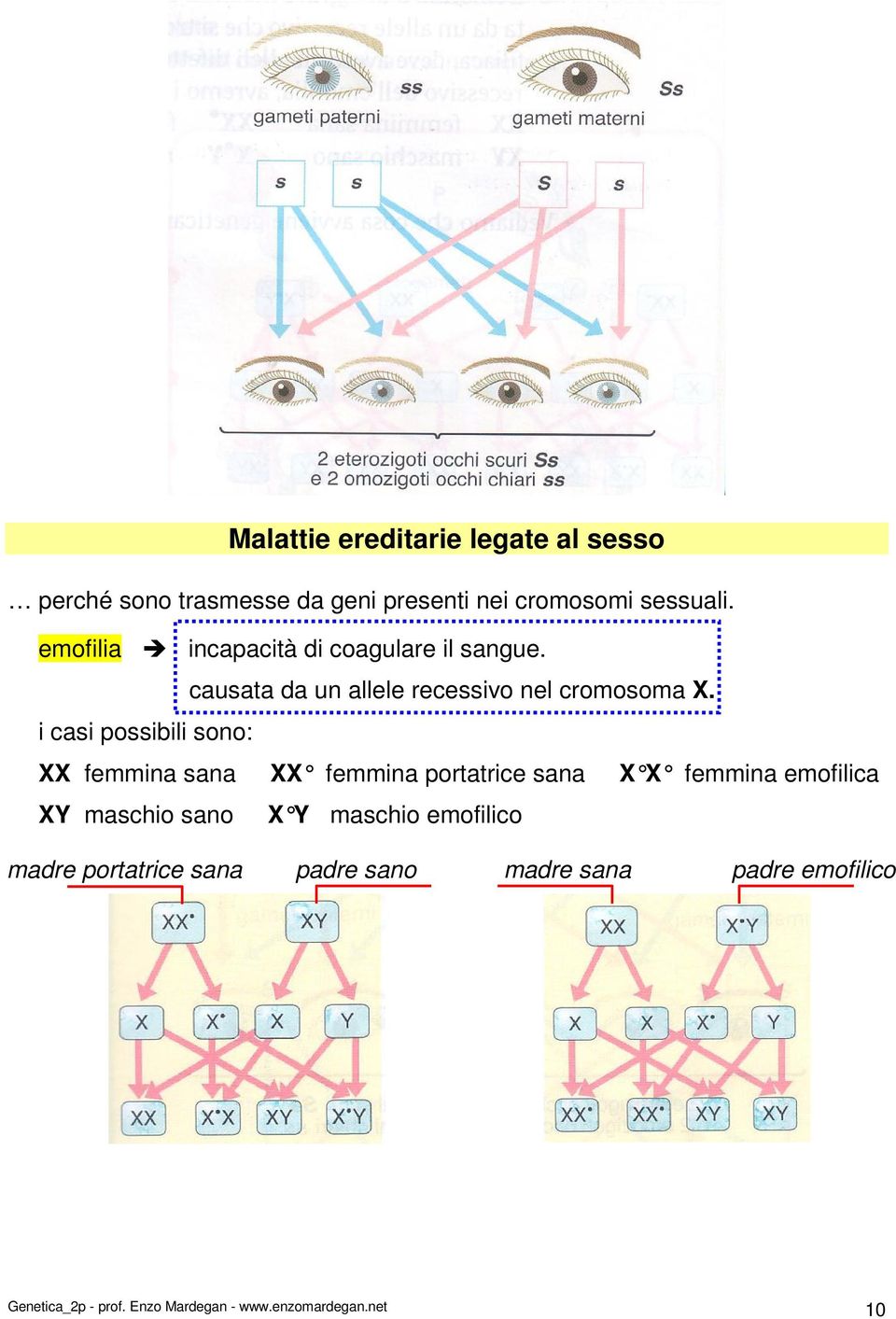 i casi possibili sono: XX femmina sana XX femmina portatrice sana X X femmina emofilica XY maschio sano X Y