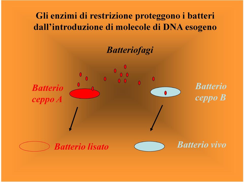 DNA esogeno Batteriofagi Batterio ceppo A
