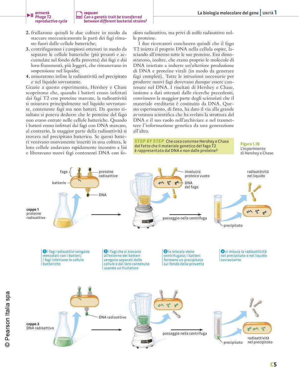 sospensione nel liquido; 4. misurarono infine la radioattività nel precipitato e nel liquido sovrastante.