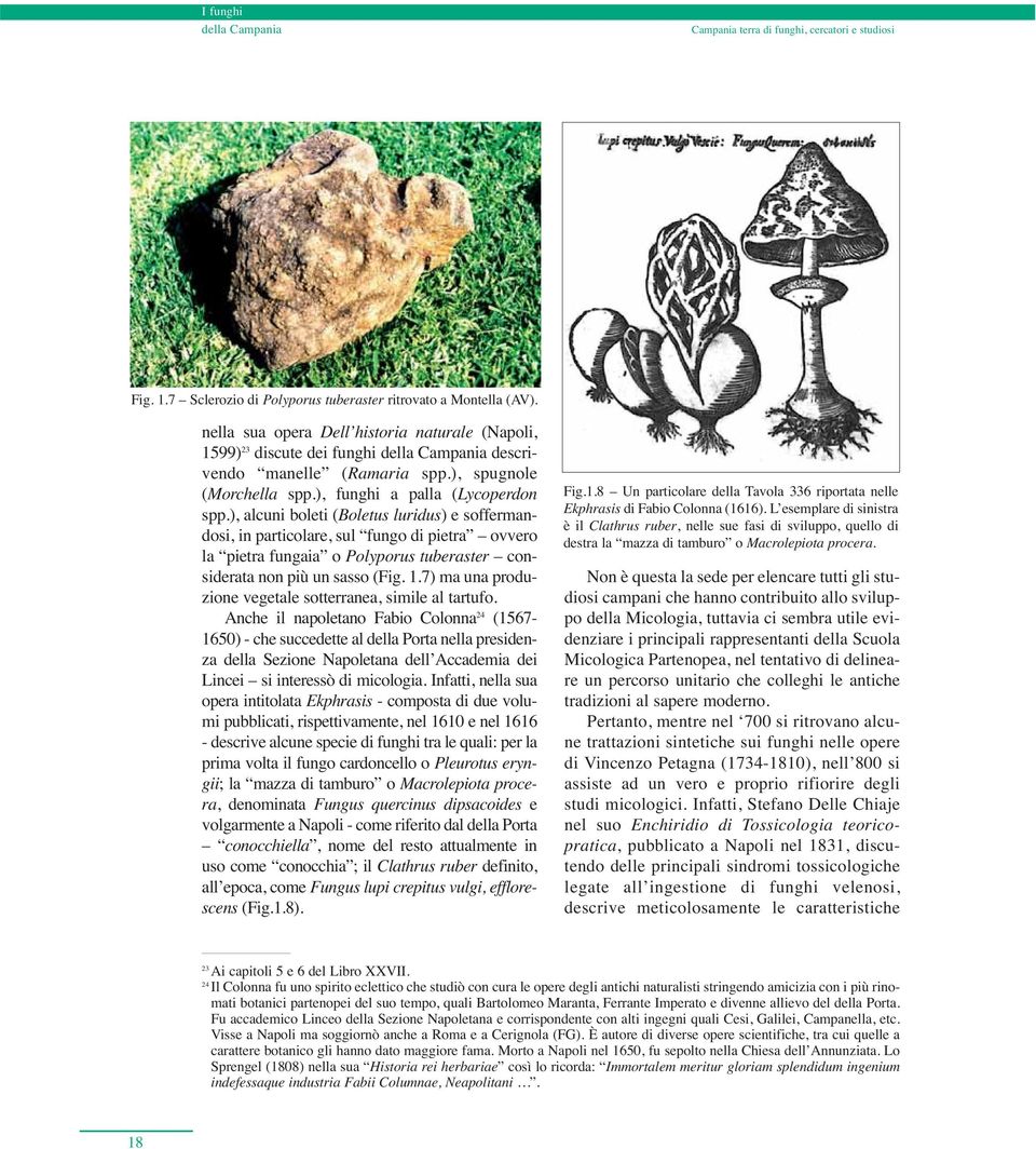 ), alcuni boleti (Boletus luridus) e soffermandosi, in particolare, sul fungo di pietra ovvero la pietra fungaia o Polyporus tuberaster considerata non più un sasso (Fig. 1.