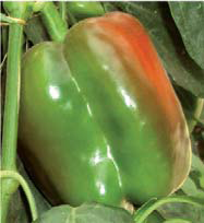 Varietà Sais Sementi ALCEO (1 DASA161) ha pianta alta, vigorosa, fertile, ciclo medio-precoce, adatta per colture in serra.