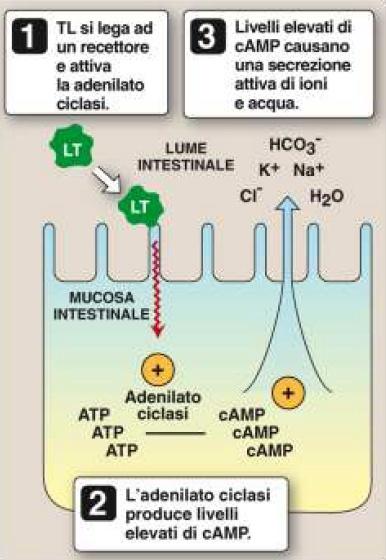 coli VTEC O26 (vtx2+; eae+) Il focolaio epidemico è andato spontaneamente declinando Le indagini volte a identificare l origine del focolaio hanno preso in considerazione diverse tipologie di