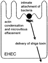 Sono detti anche verocitoproduttori e sono indicati con gli acronimi VTEC (Verotoxin Escherichia coli) e STEC (Shiga like-toxin Escherichia coli) Il potere patogeno dei ceppi enteroemorragici è