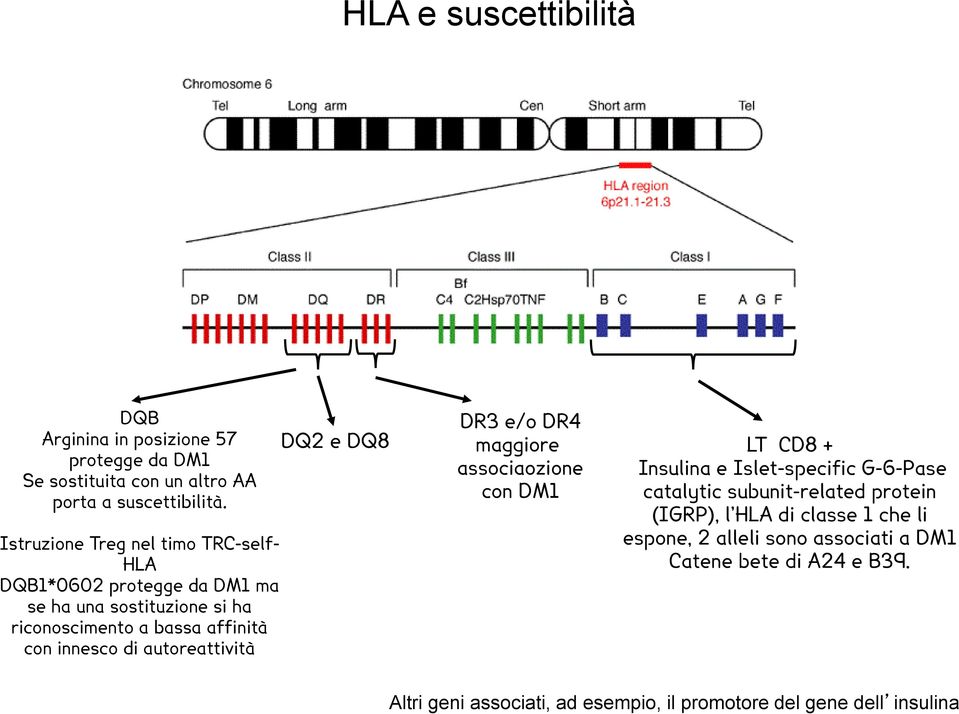 autoreattività DQ2 e DQ8 DR3 e/o DR4 maggiore associaozione con DM1 LT CD8 + Insulina e Islet-specific G-6-Pase catalytic subunit-related