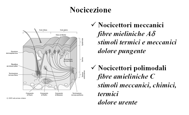 RECETTORE) I NOCICETTORI (DETTI TERMINAZIONI