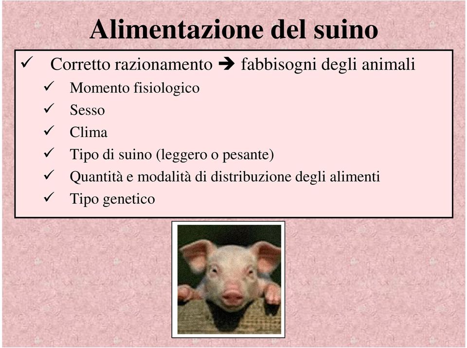 Clima Tipo di suino (leggero o pesante) Quantità e