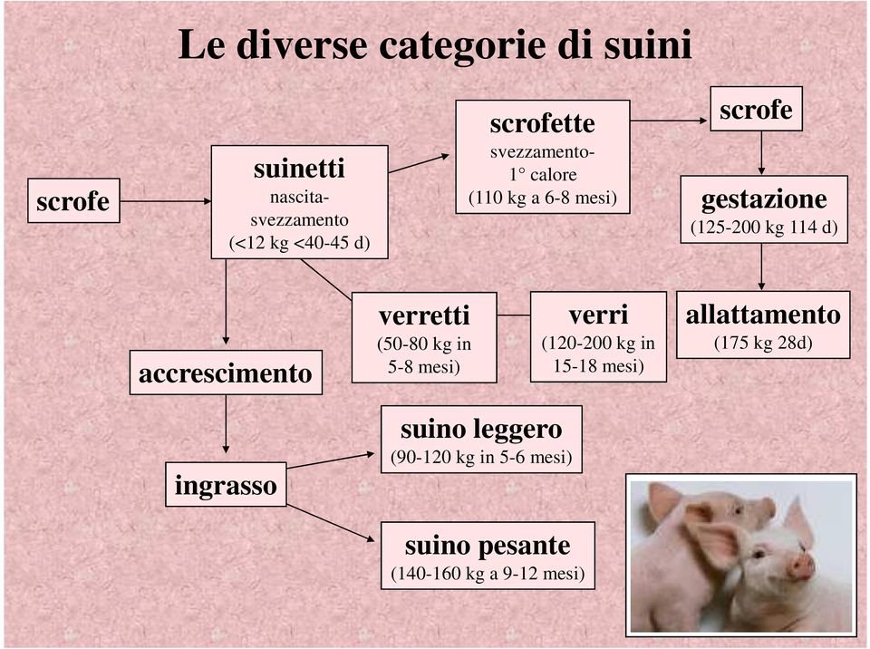 accrescimento verretti (50-80 kg in 5-8 mesi) verri (120-200 kg in 15-18 mesi)