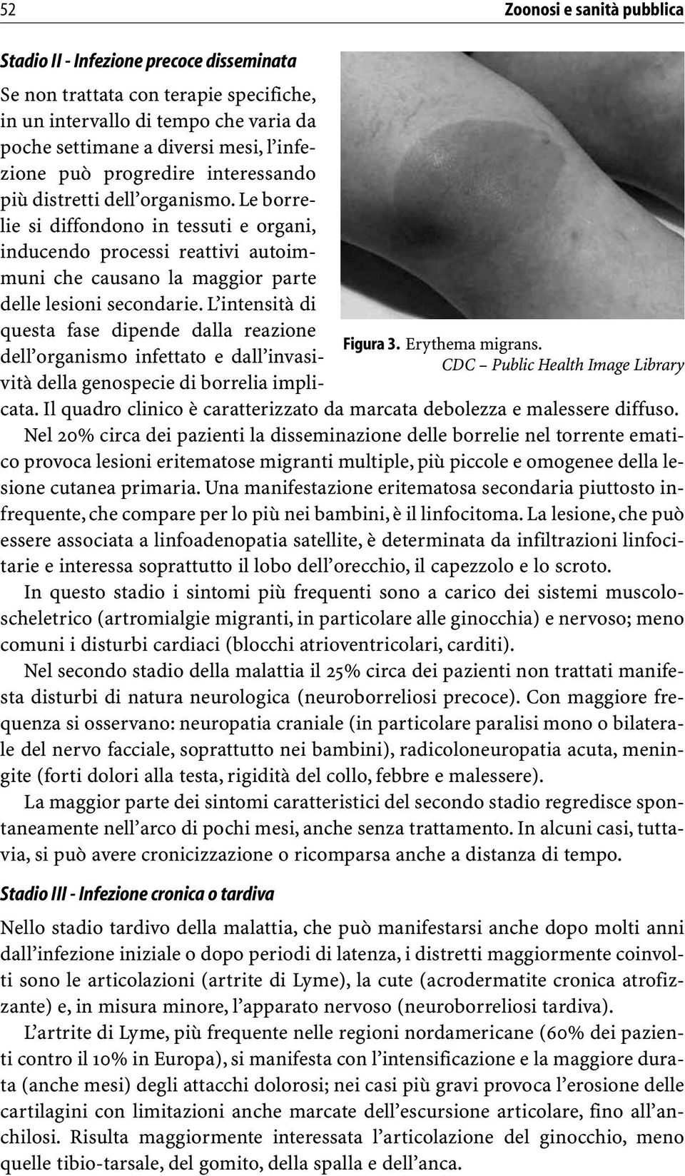 L intensità di questa fase dipende dalla reazione Figura 3. Erythema migrans. dell organismo infettato e dall invasività della genospecie di borrelia impli- CDC Public Health Image Library cata.