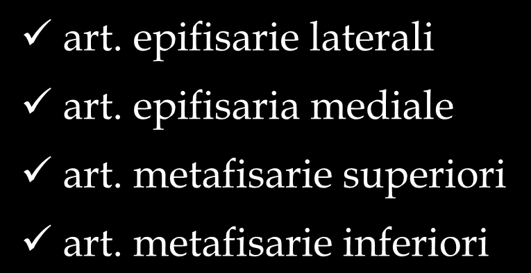 vascolarizzazione terminale art. epifisarie laterali art.