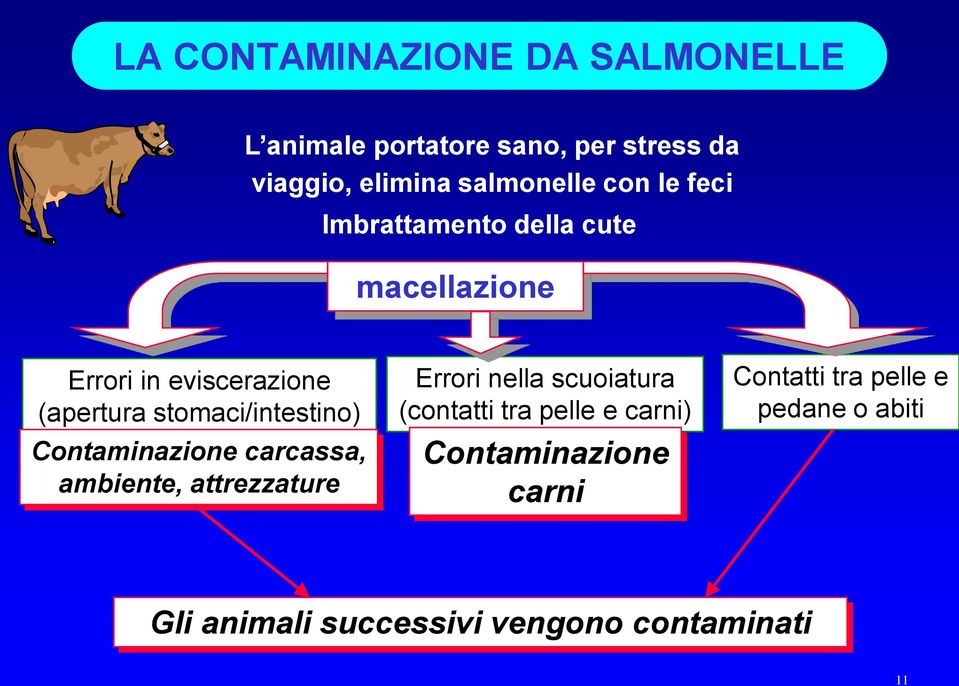 stomaci/intestino) Contaminazione carcassa, ambiente, attrezzature Errori nella scuoiatura (contatti