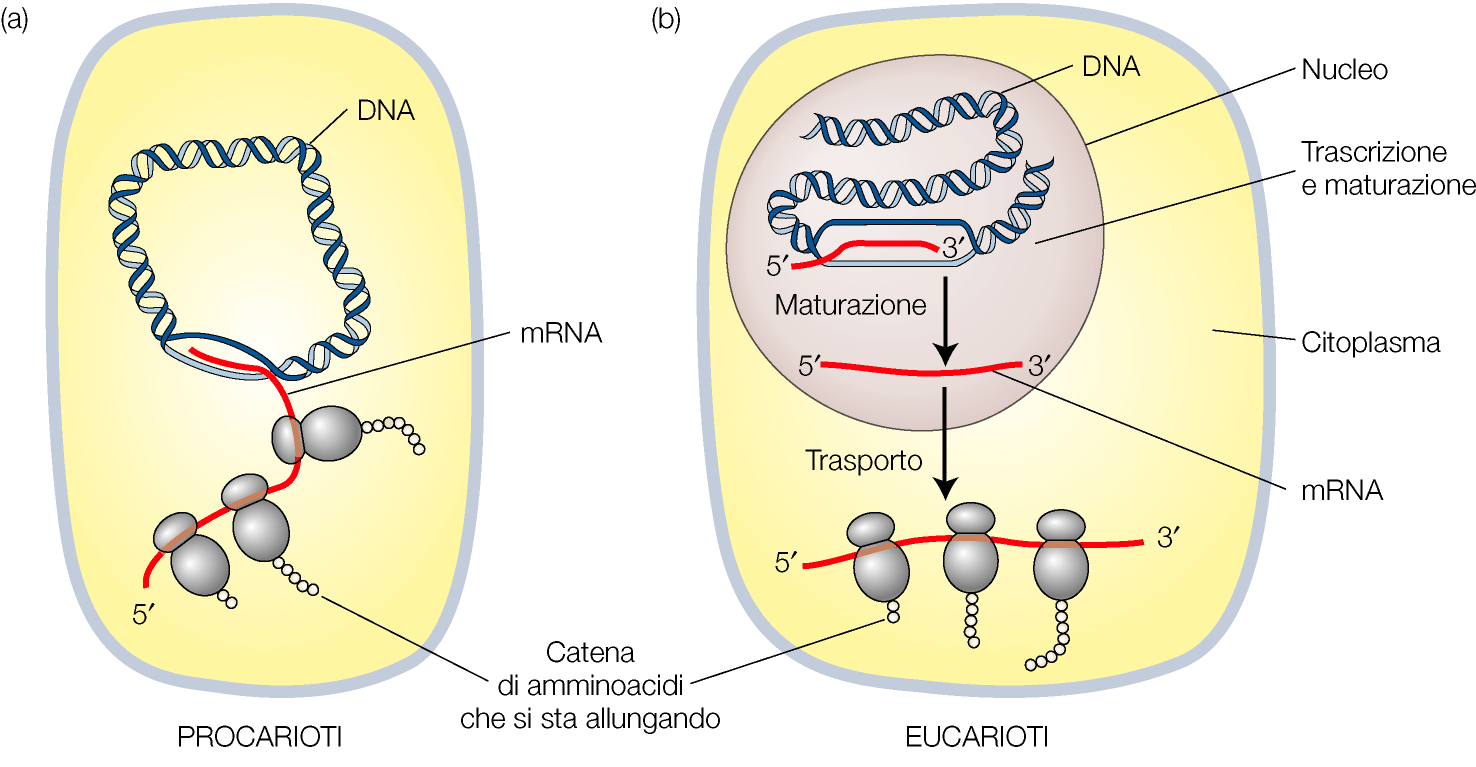 la TRASCRIZIONE è operata dalla RNA polimerasi stessa funzione dai batteri all uomo: caratteristiche e logica comune tipicamente proteine multisubunità alcune RNA pol.