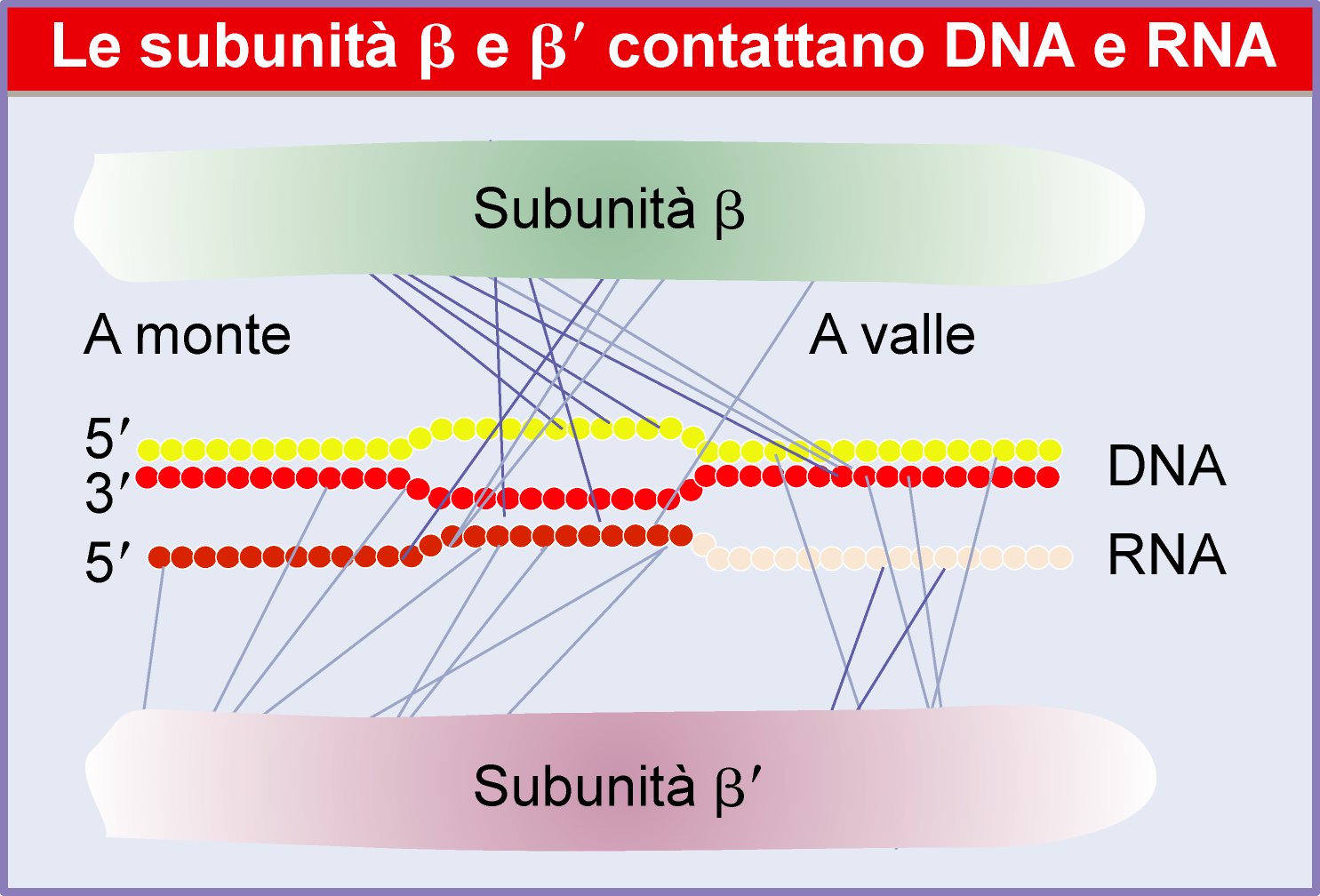Le subunita' beta sono il cuore catalitico della RNA pol procariotica alcuni farmaci, per es.