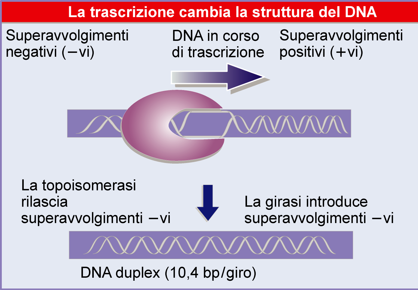la polimerasi svolgendo il DNA introduce
