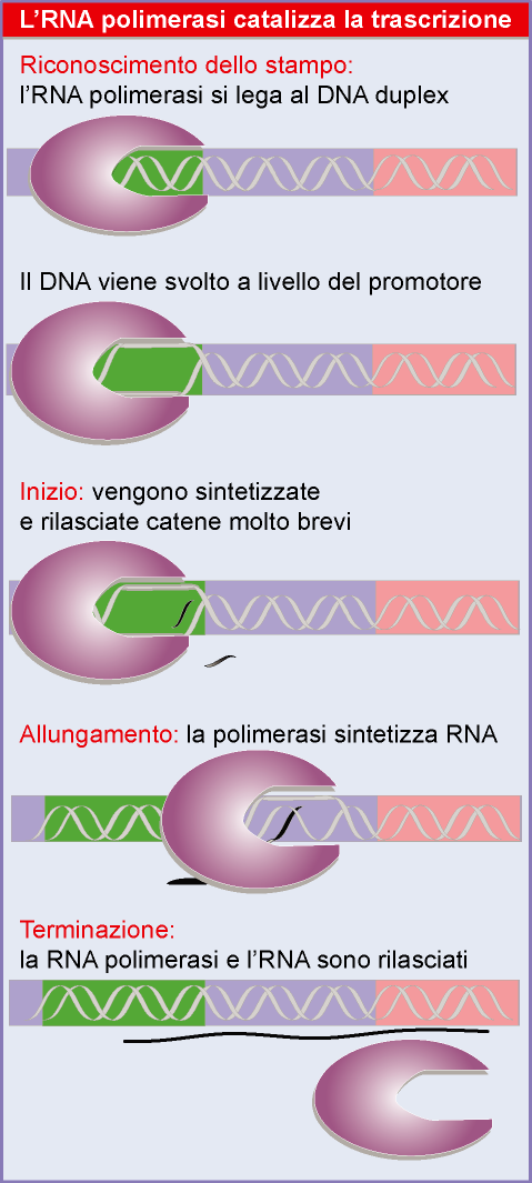 3 fasi della tx inizio: 3 passaggi. A) formazione complesso chiuso legame della polimerasi ad una speciale sequenza di dsdna, cioe al promotore.