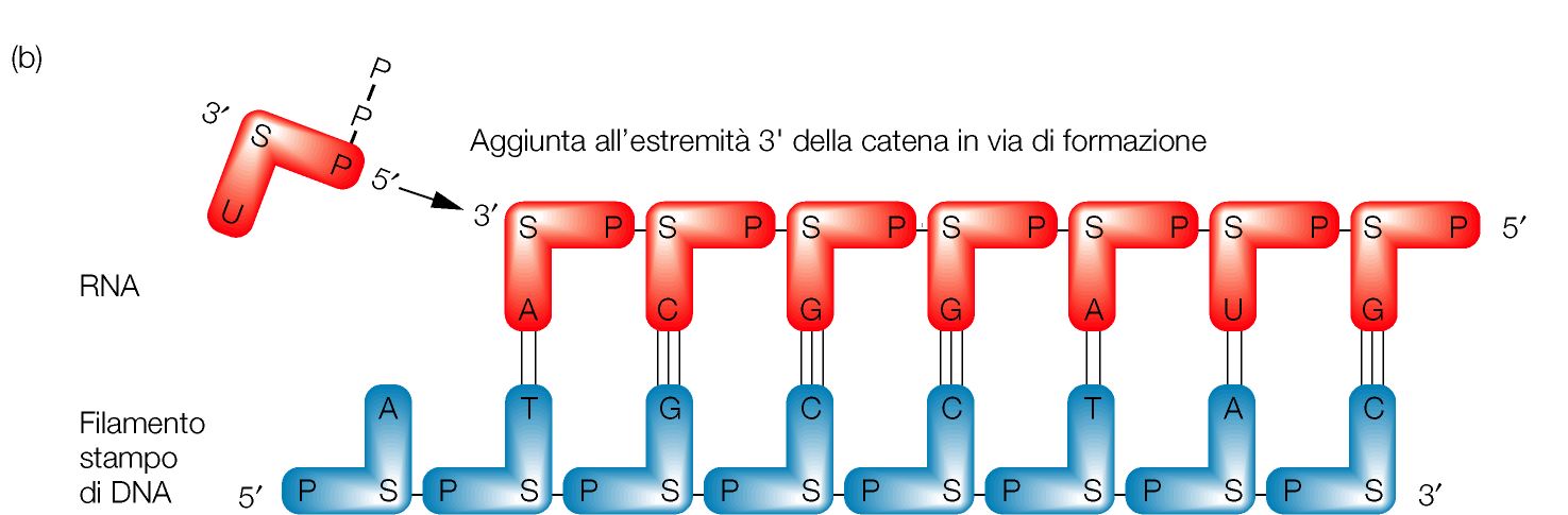 Ripasso della chimica degli acidi nucleici la trascrizione e unidirezionale: da 5 -->3, per