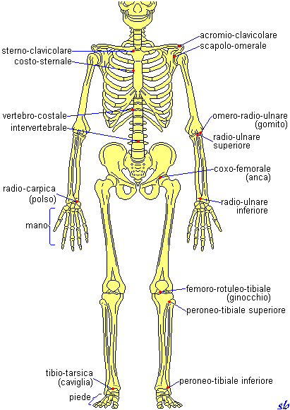 Principali articolazioni Articolazioni del tronco: Capo (occipito-atlantoidea, atlantoepistrofea); Colonna vertebrale (intervertebrali); Vertebro-costali; Costo-sternali.