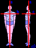 Assi anatomici I tre assi di riferimento sono perpendicolari a ciascuno dei piani anatomici.