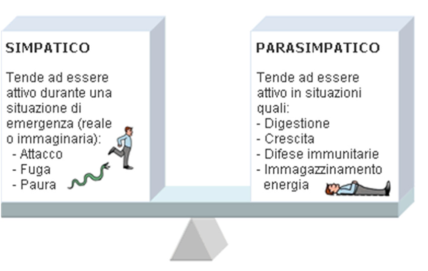 Equilibrio adrenergico/colinergico Effetti adrenergici SISTEMA NERVOSO SIMPATICO