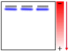 IMMUNOBLOT