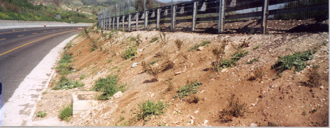 Foto 15 Evidente carenza di suolo organico premessa negativa sia per le semine che per la crescita di arbusti. (3 corsia Fiano Orte - Foto G. Sauli) 6.