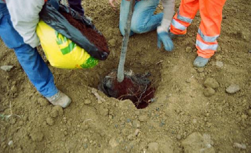 muro a lato strada di cui a capitolo successivo e che prevedono in tal senso periodici interventi di potatura); La scelta delle specie legnose deve essere coerente con la vegetazione potenziale del