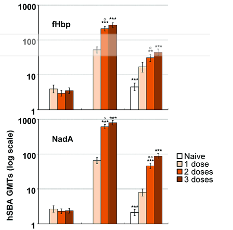 PERSISTENCE OF ANTIBODIES IN ADOLESCENTS 18-24 MONTHS AFTER IMMUNIZATION WITH ONE, TWO, OR THREE DOSES OF 4CMENB MENINGOCOCCAL SEROGROUP B VACCINE Persistenza anticorpale vs 3