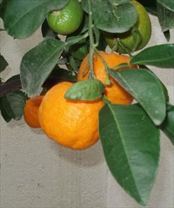 La naringina infatti è il principio amaro del pompelmo e la neoesperidina quello dell arancio amaro. Hanno retrogusto di liquirizia e persistenza prolungata del sapore dolce.