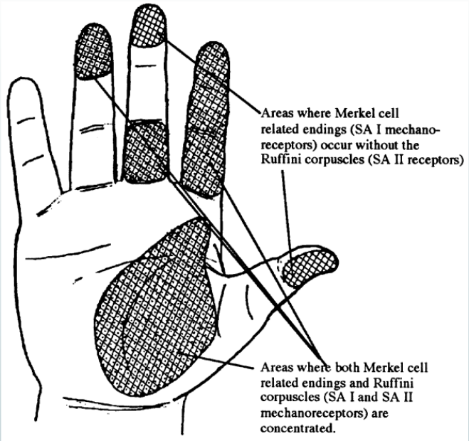Fransson-Hall and Kilbom (1993) Distribuzione dei meccanocettori - Johansson and Vallbo (1978) [1] A. Muralidhar, R.R. Bishu, M.S.
