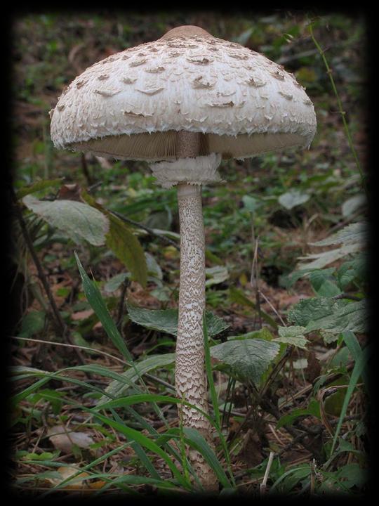 Mazza di tamburo Macrolepiota Procera