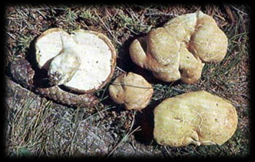 Fungo carne Polyporus Ovinus I