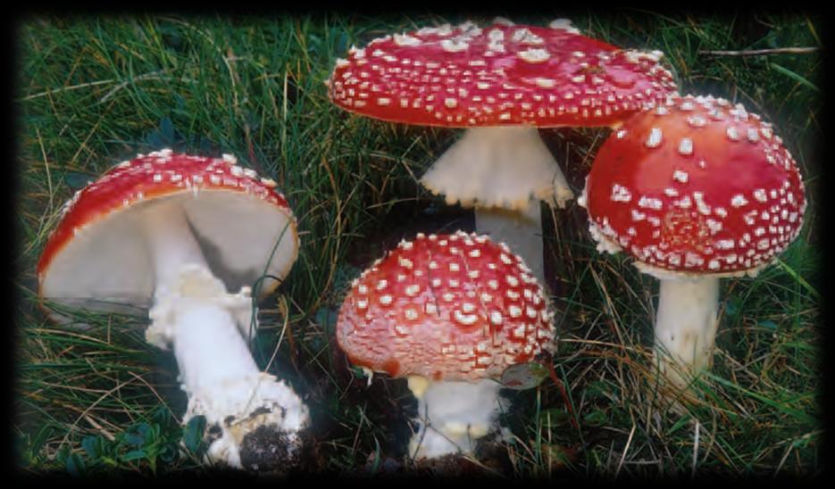 Ovolo Malefico Amanita muscaria