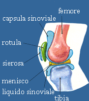 Nome funzionale Tipi di Articolazioni principali Nome strutturale Grado di movimento esempi sinartrosi fibrosa fissa cranio